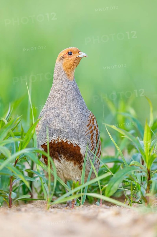 Rebhuhn, Perdix perdix Grey Partridge, Perdix perdix