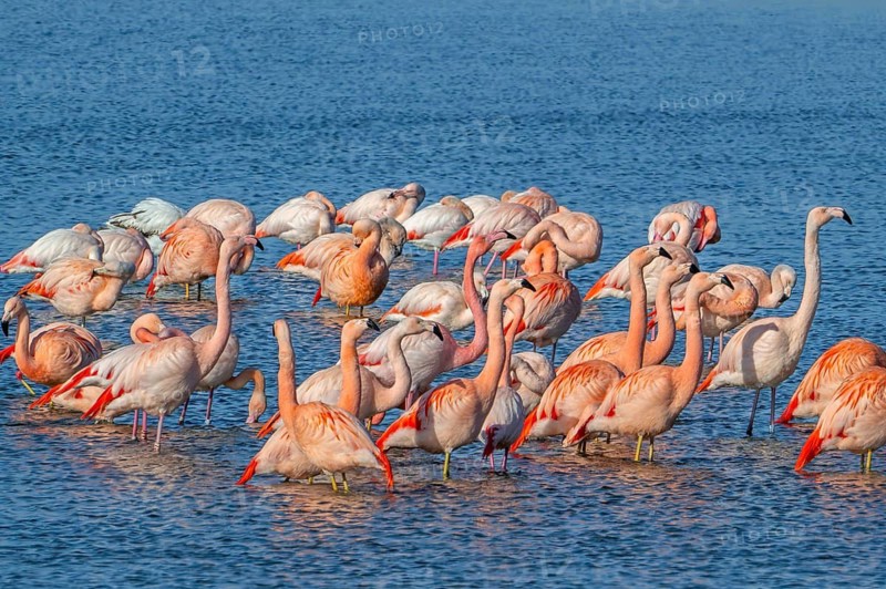 Greater flamingo flock (Phoenicopterus roseus) and Chilean flamingos (Phoenicopterus chilensis) resting in lake in winter, Zeeland, Netherlands