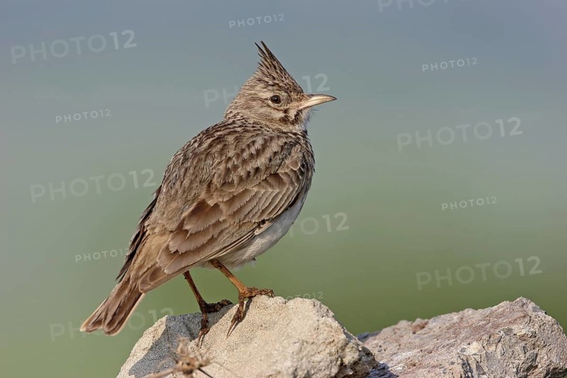 Crested Lark (Galerida cristata), Greece