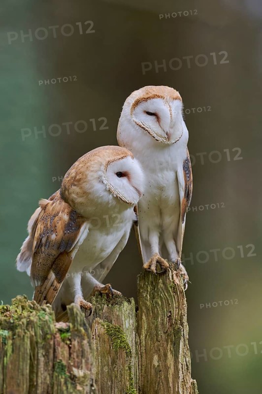 Pair of barn owls (Tyto alba) Bavaria, Germany