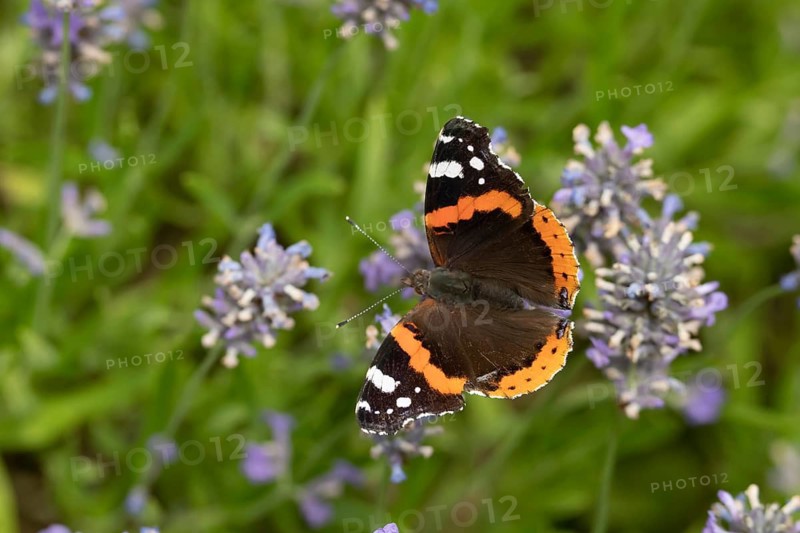 Red admiral butterfly (Vanessa atalanta) feeding on lavender flowers in a garden in summer, Norfolk, England, United Kingdom