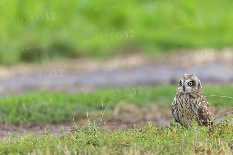 Short-eared owl, (Asio flammeus), animals, birds, owls, birds of prey, biotope, habitat, foraging, sits on the ground, Plateau Oberflörsheim, district of Alzey, Rhineland-Palatinate, Germany