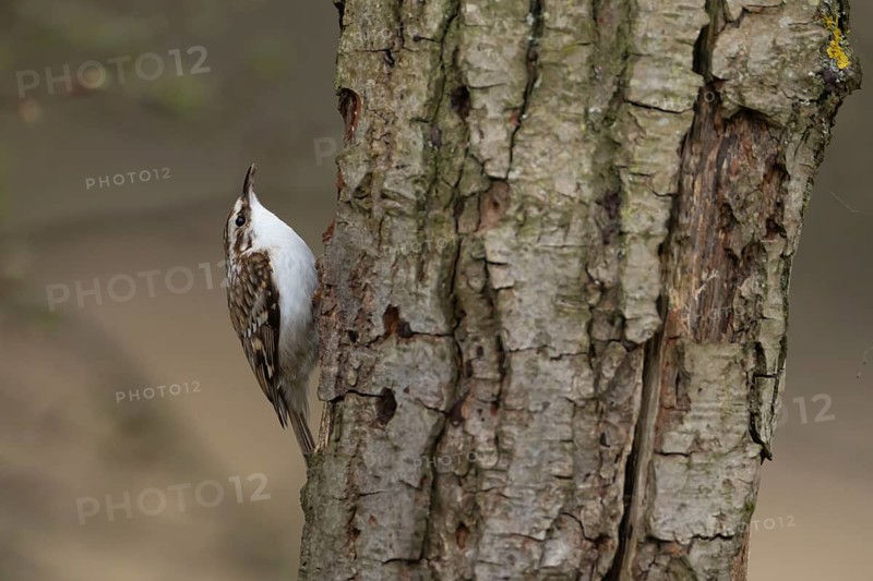 Eurasian treecreeper (Certhia familiaris) adult bird climbing up a tree trunk, England, United Kingdom
