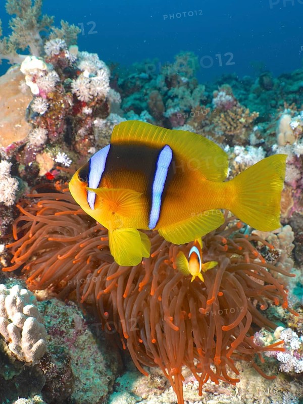 Red sea anemonefish (Amphiprion bicinctus)