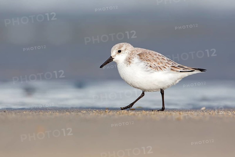Sanderling (Calidris alba) foraging, Schleswig-Holstein, Germany