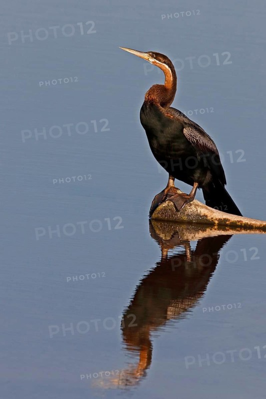 African Darter (Anhinga rufa), Okavango-Delta, Botswana