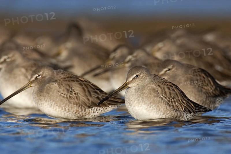 Short-billed Dowitcher (Limnodromus griseus), British Columbia, Canada