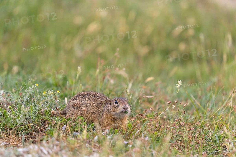 One European ground squirrels (Spermophilus citellus) or European souslik sitting in tall grass