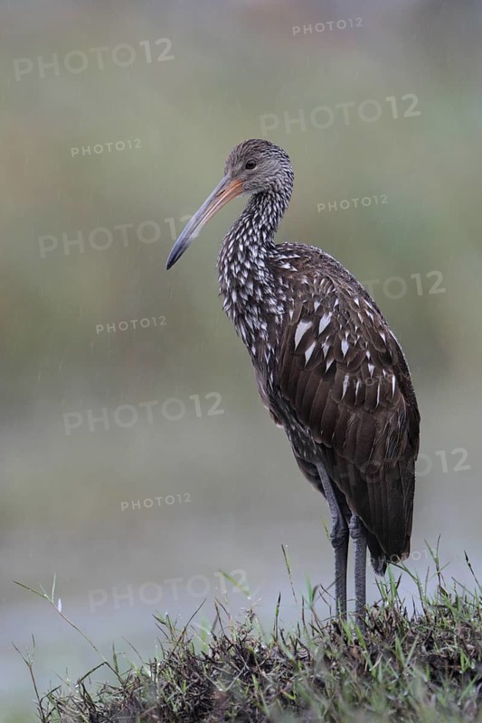 Limpkin (Aramus guarauna), Florida, USA