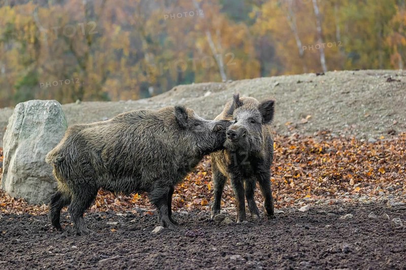 Two wild boar or wild pig (Sus scrofa) fight on an opening