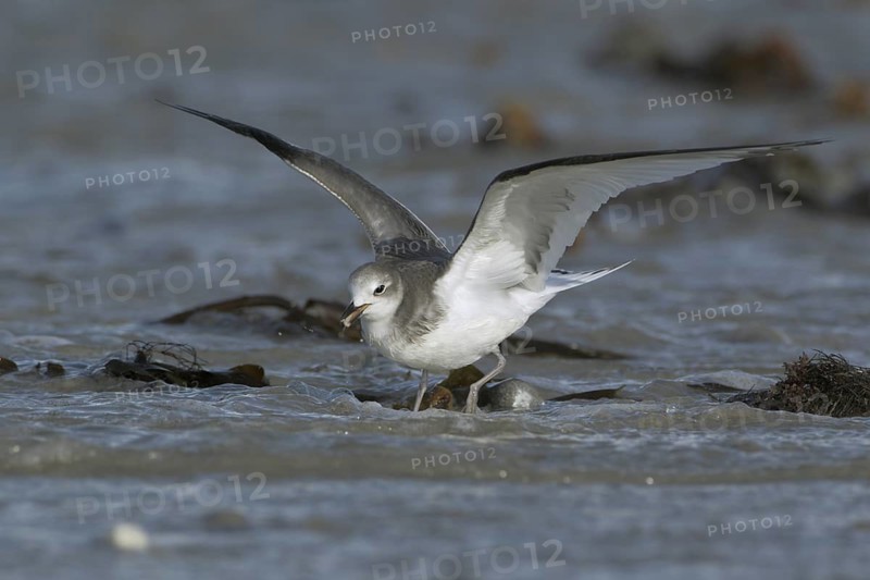 Schwalbenmöwe; lat. Xema sabini; im Flug von vorn über dem Spülsaum; hat Fliegenmade im Schnabel; gerade von der Wasseroberfläche aufgenommen