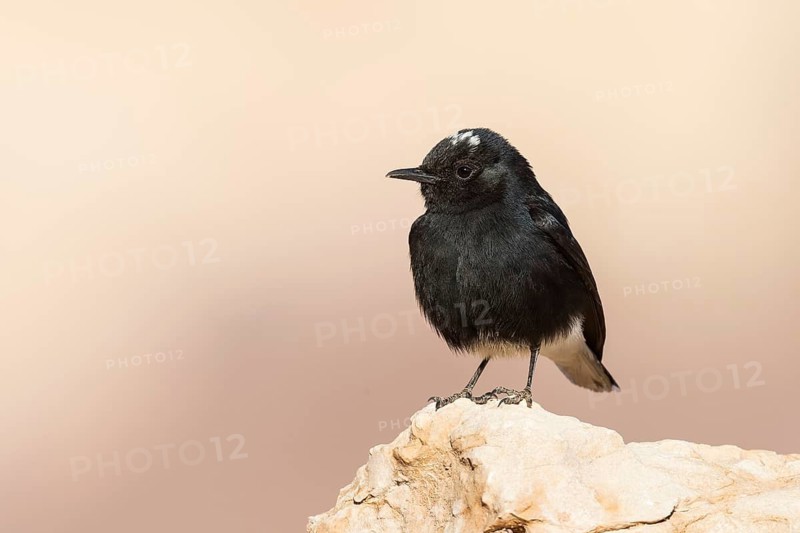 White-crowned Wheatear (Oenanthe leucopyga) juvenile, Eilat, Israel