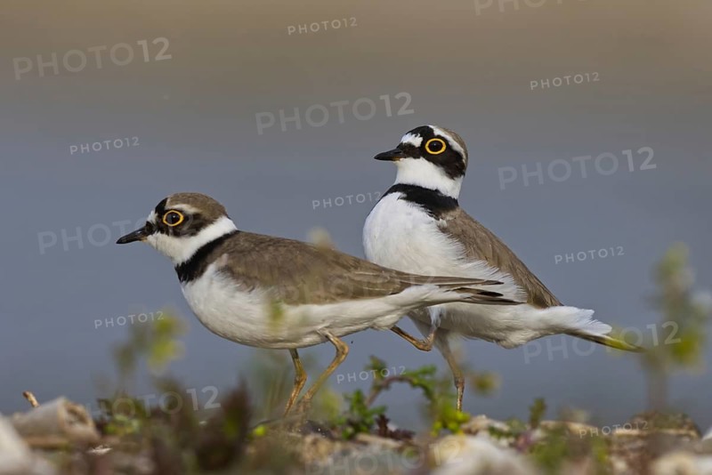 Little Ringed Plover (Charadrius dubius) pair, North Rhine-Westphalia, Germany
