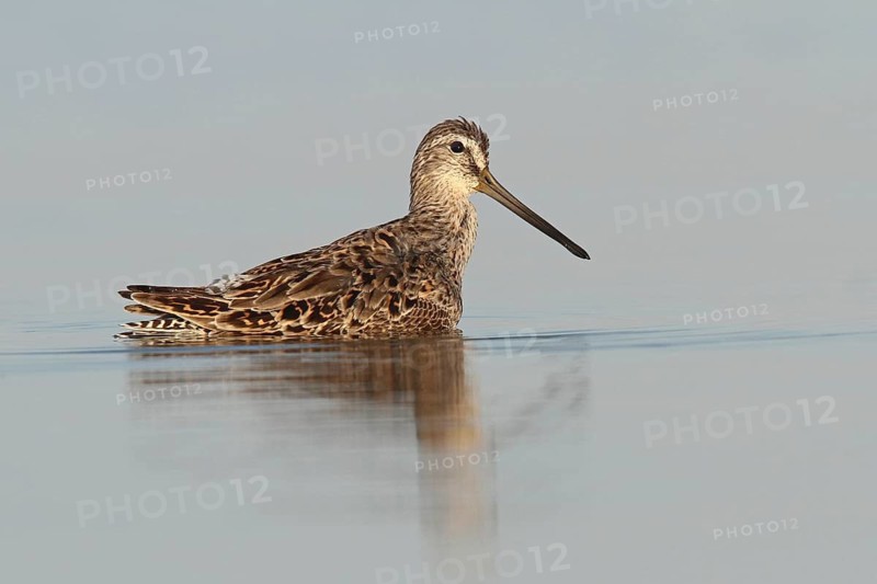 Short-billed Dowitcher (Limnodromus griseus), Florida, USA