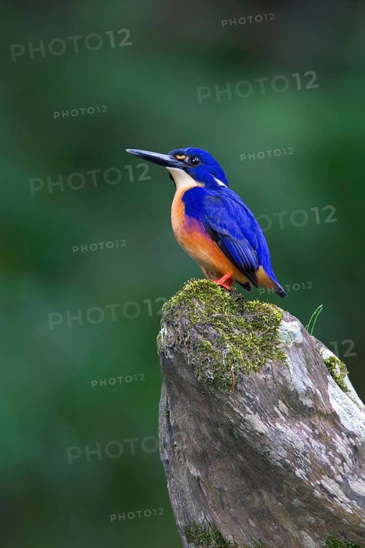 Azure Kingfisher (Ceyx azureus), Queensland, Australia