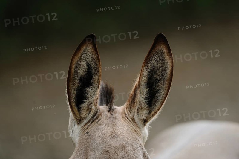 Close-up of donkey ears with detailed fur, conveying a calm and natural atmosphere, Somali wild ass (Equus asinus somaliensis), captive