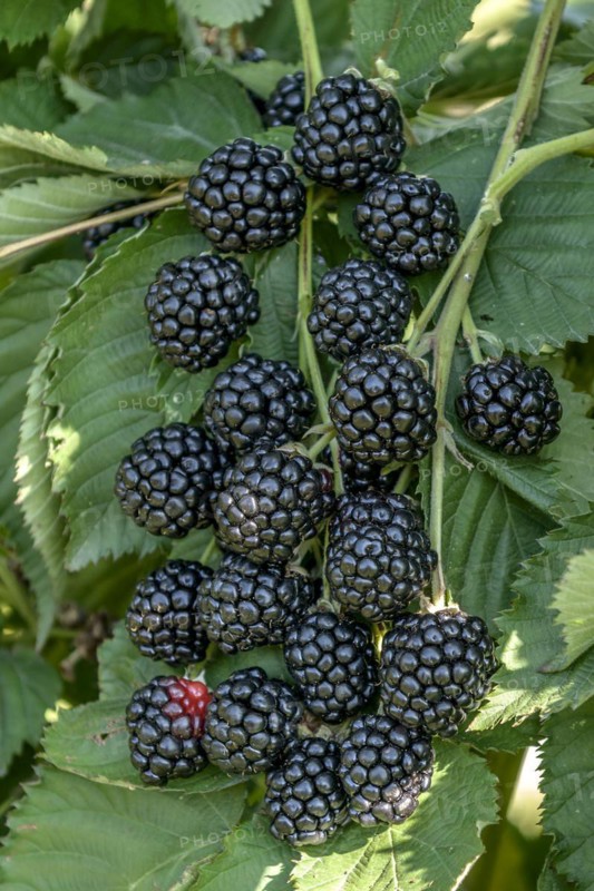 Thornless blackberry (Rubus fruticosus 'Asterina'), Bundessortenamt, testing centre Wurzen, Wurzen, Saxony, Germany