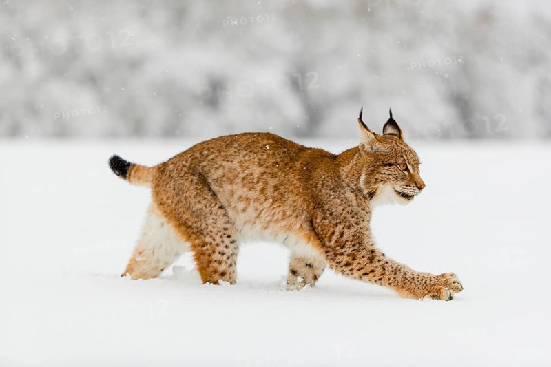 One young male Eurasian lynx, (Lynx lynx), walking over a deep snow covered meadow with a forest in the background