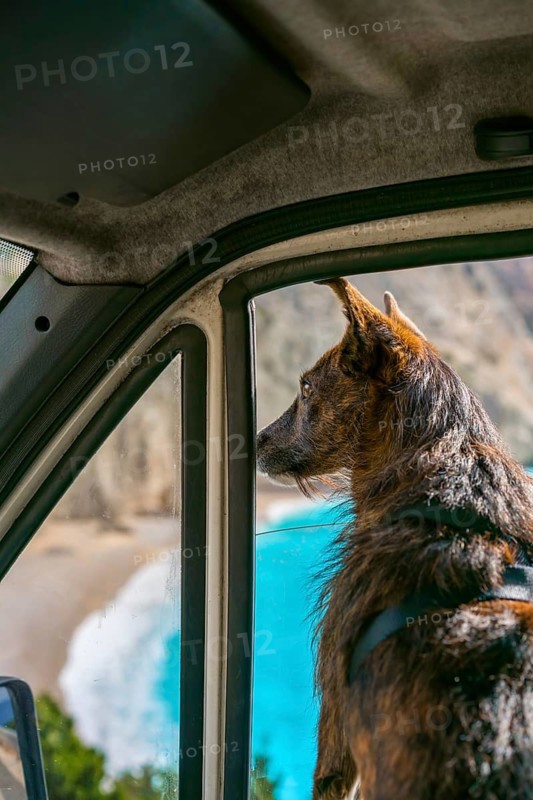 A brown dog gazes out of a camper van window, overlooking a stunning beach with turquoise waters, capturing a perfect travel moment in Greece