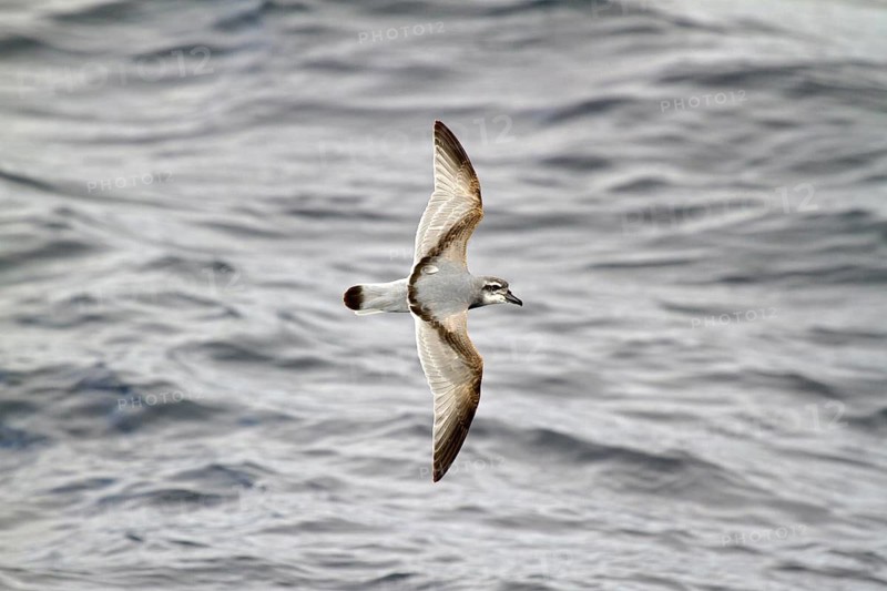 Broad-billed Prion (Pachyptila vittata) flying, South Pacific Ocean, New Zealand