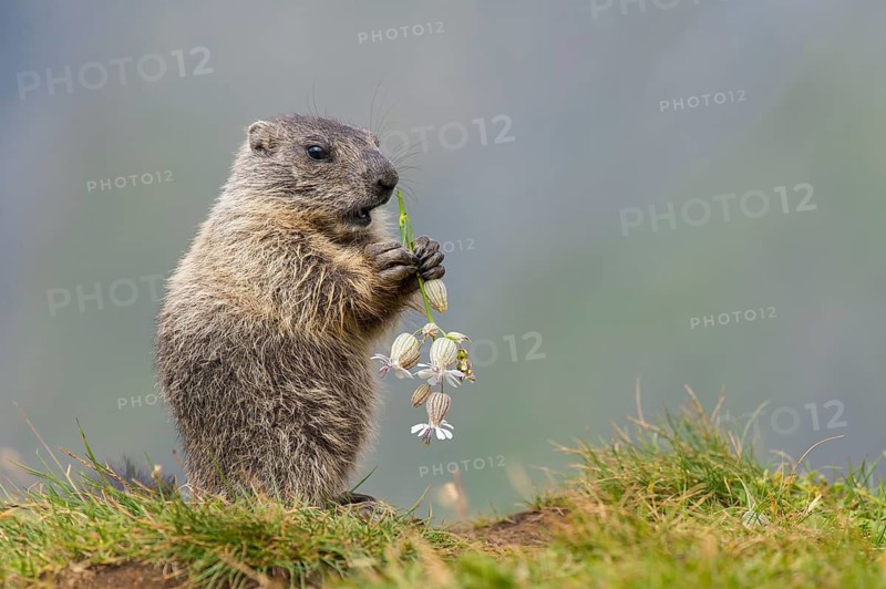 Alpine Marmot (Marmota marmota) juvenile foraging, High Tauern National Park, Carinthia, Austria