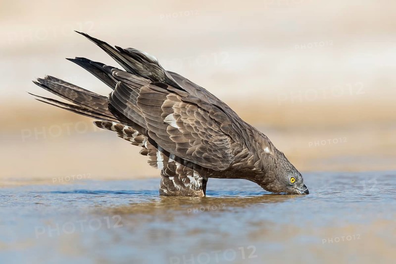 European Honey Buzzard (Pernis apivorus) drinking, Eilat, Israel