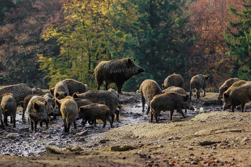 A group of wild boar or wild pig (Sus scrofa) stands in a waterhole, drinking