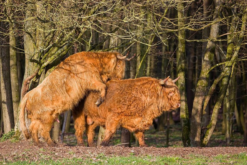 A Highland Cow (Bos (primigenius) in heat mounts a bull