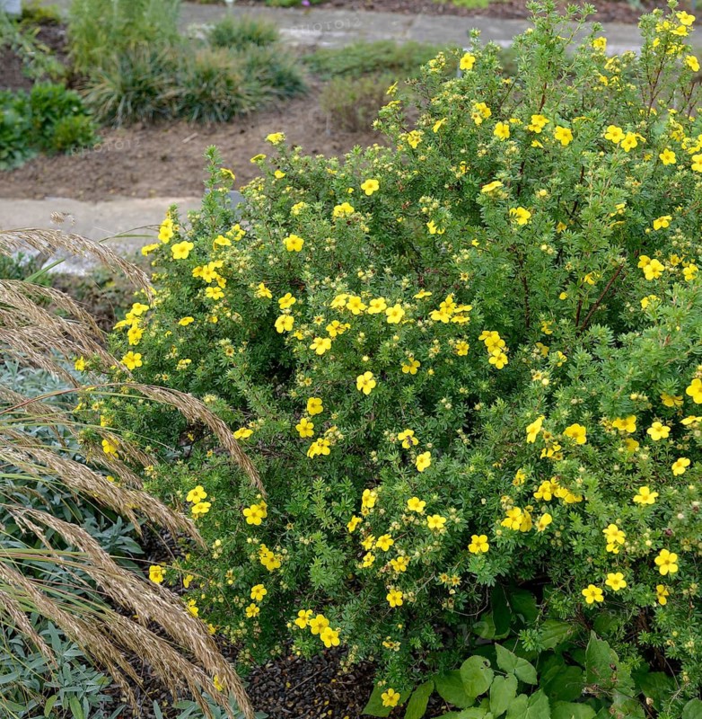 Foxglove (Potentilla fruticosa 'Farreri'), Viewing garden University of Hohenheim, Germany