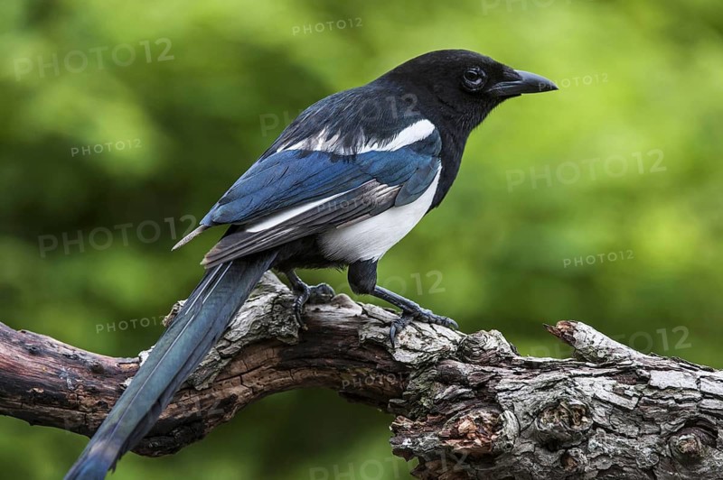 Eurasian Magpie, European Magpie (Pica pica), Common Magpie perched on branch