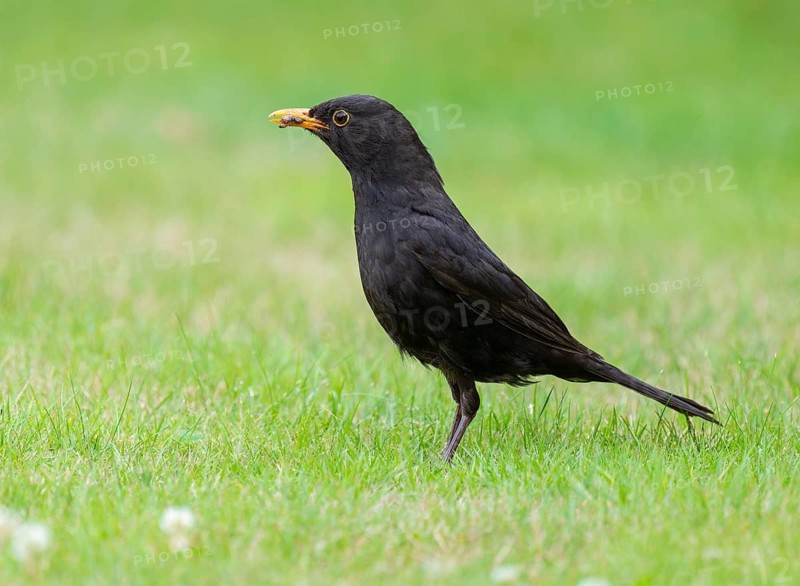Blackbird (Turdus merula), male foraging on a lawn, Lower Saxony, Germany