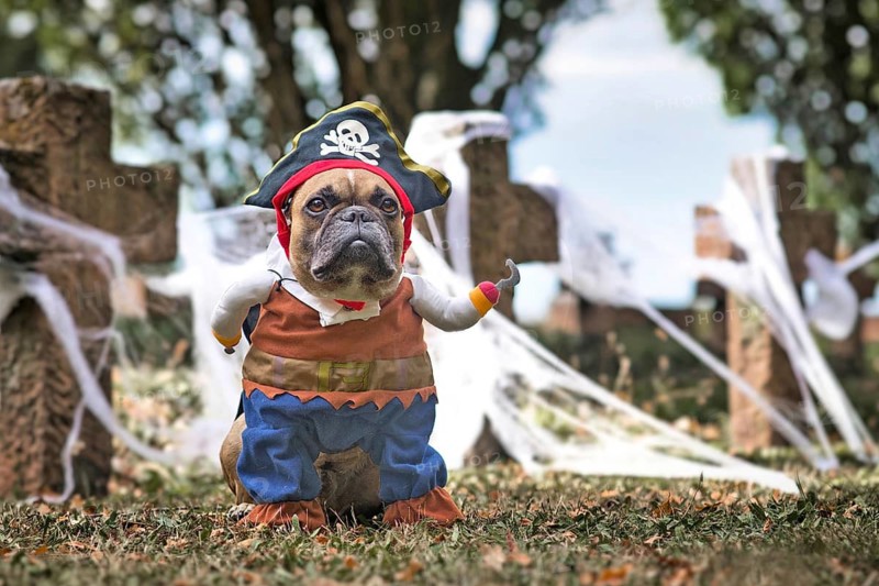 French Bulldog dog wearing pirate Halloween costume with hat and hook arm in front of graveyard covered in spider webs