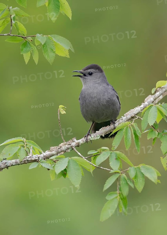 Grey Catbird (Dumetella carolinensis) singing, perched on a branch, Texas, USA