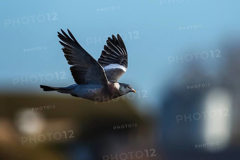 Common Wood Pigeon, Columba palumbus, bird in fly on blue sky