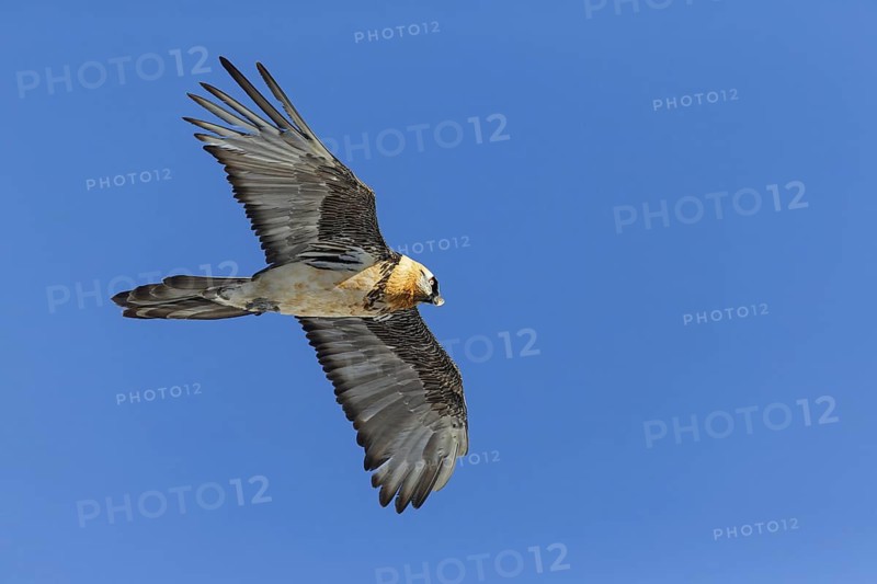 Bearded vulture, lammergeier, (Gypaetus barbatus), Gypaetus barbatus meridionalis, hawk family, vulture, animals, birds, flight photo, blue sky, Gemmi Pass, Valais, Switzerland
