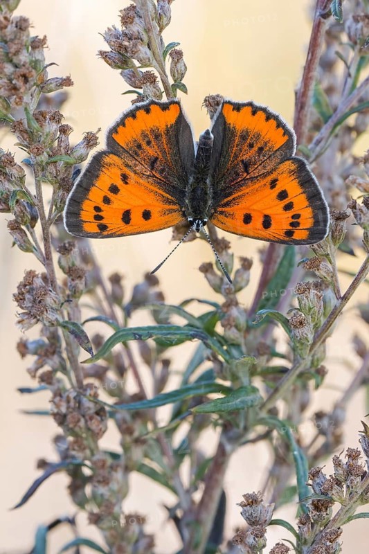 Das Weibchen des Großen Feuerfalter Lycaena dispar