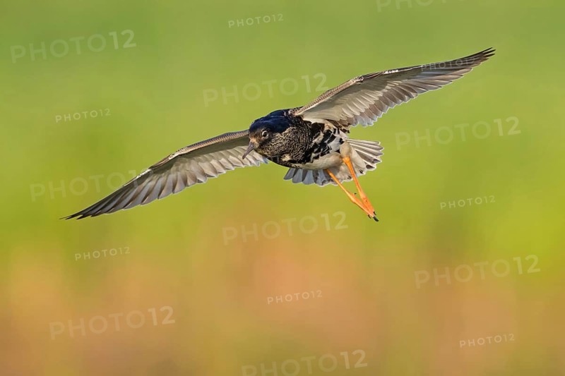 Ruff (Philomachus pugnax), male, flight photo, Narew, Bialystok, Podlasie, Poland