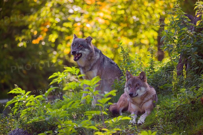 Two eurasian gray wolves (Canis lupus lupus) rest on a small hill between logs and rocks with a colorful fall foliage in the background
