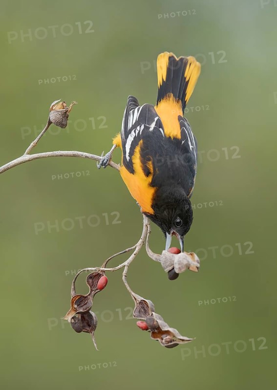 Baltimore Oriole (Icterus galbula) male, Texas, USA