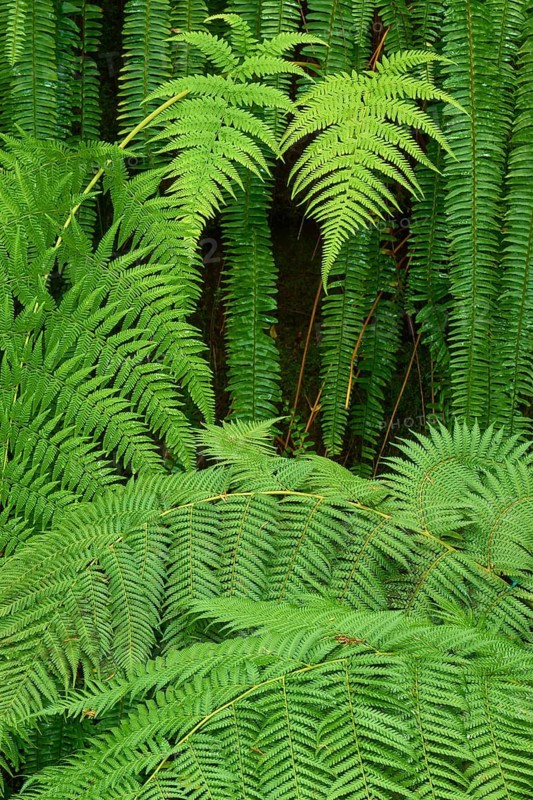Dense green fern leaves create a tropical jungle atmosphere