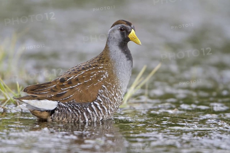 Sora (Porzana carolina), British Columbia, Canada