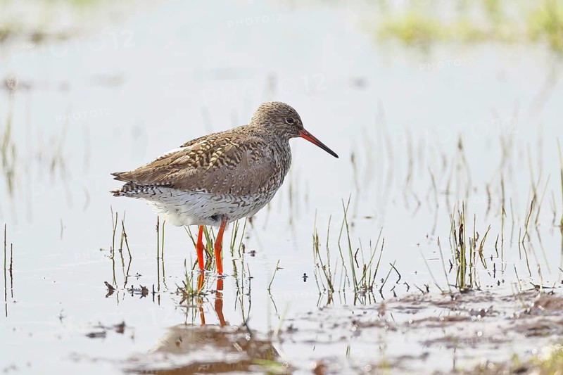 Redshank (Tringa totanus) standing on a flooded meadow in the morning mist, snipe bird, spring, wildlife, Hüde, Ochsenmoor, Dümmer See, Hüde, Lower Saxony, Germany