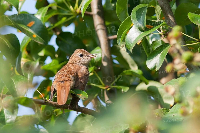 Common Nightingale (Luscinia megarhynchos) juvenile, Baden-Wuerttemberg, Germany