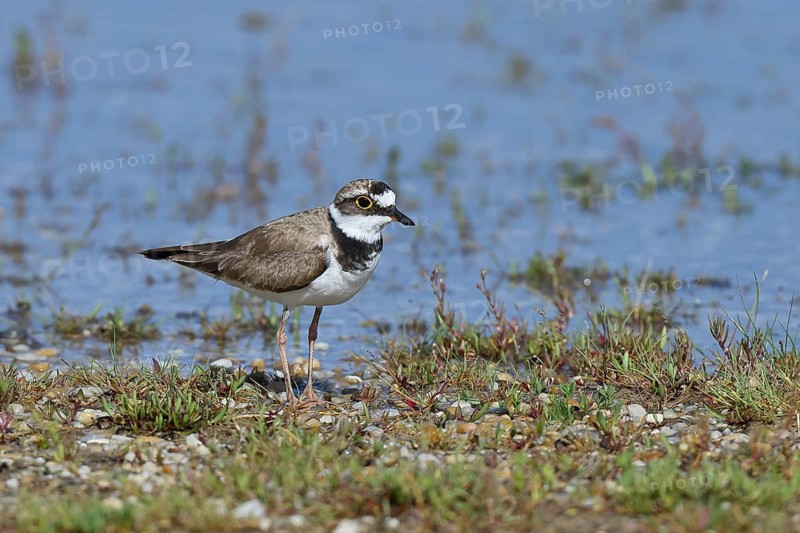 Little Ringed Plover (Charadrius dubius) adult bird standing on the shore, Lake Neusiedl National Park, Burgenland, Austria