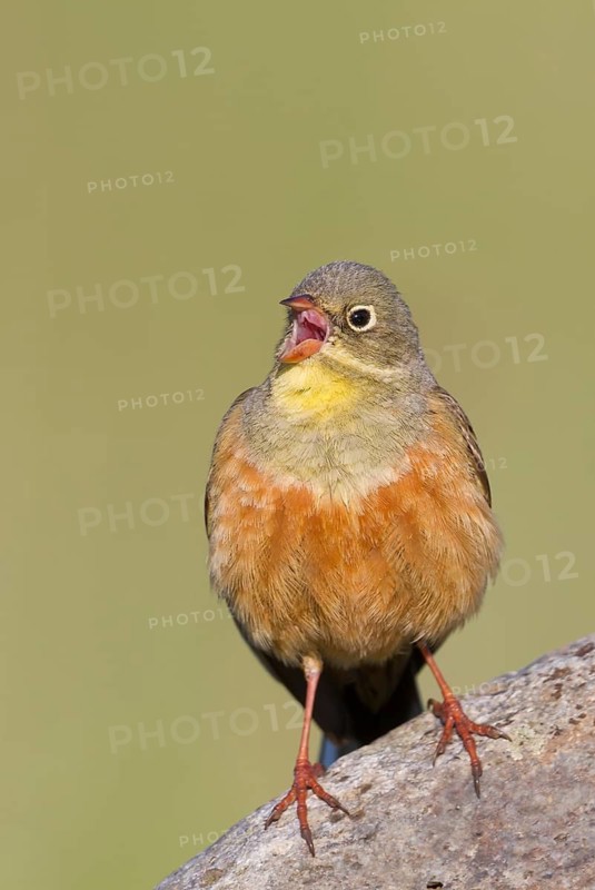 Ortolan Bunting - Ortolan - Emberiza hortulana, Kazakhstan, adult male