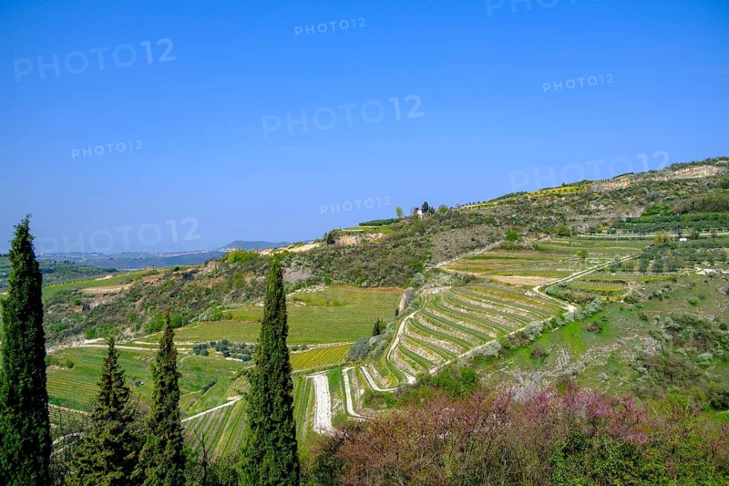Landscape, view of San Giorgio di Valpolicella, Verona Province, Veneto, Italy