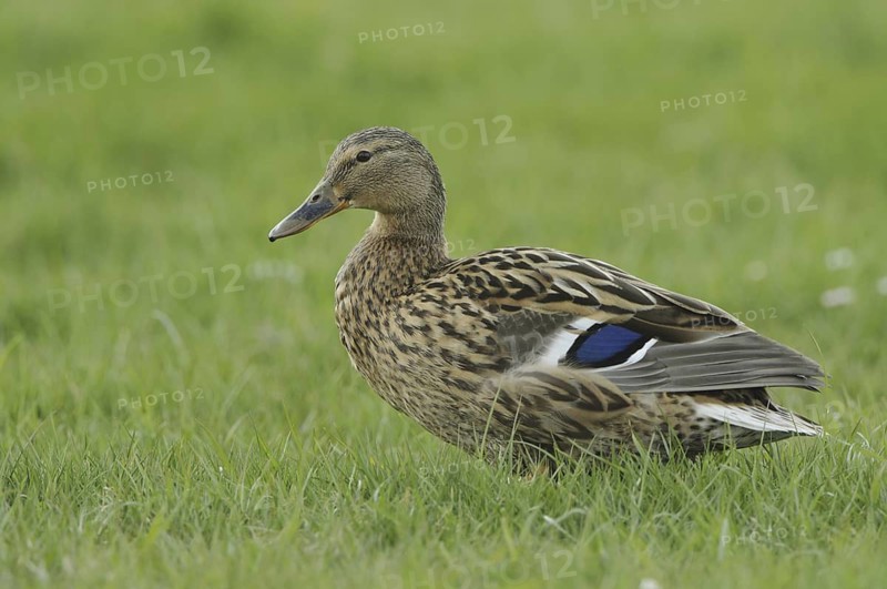 Mallard (Anas platyrhynchos) female, North Rhine-Westphalia, Germany