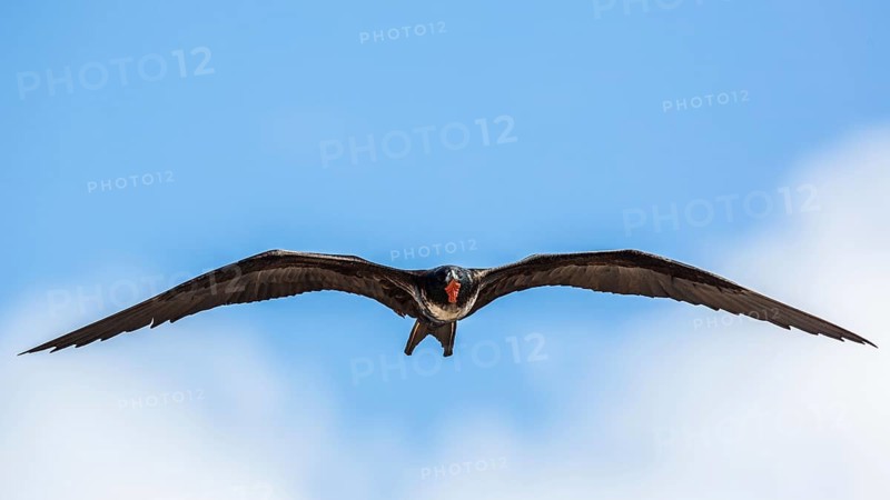 Great Frigatebird (Fregata minor ridgwayi) young male flying, Galapagos, Ecuador