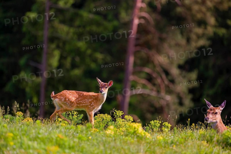 Sika deer calf (Cervus nippon) stands on hilly ground. A forest is in the background