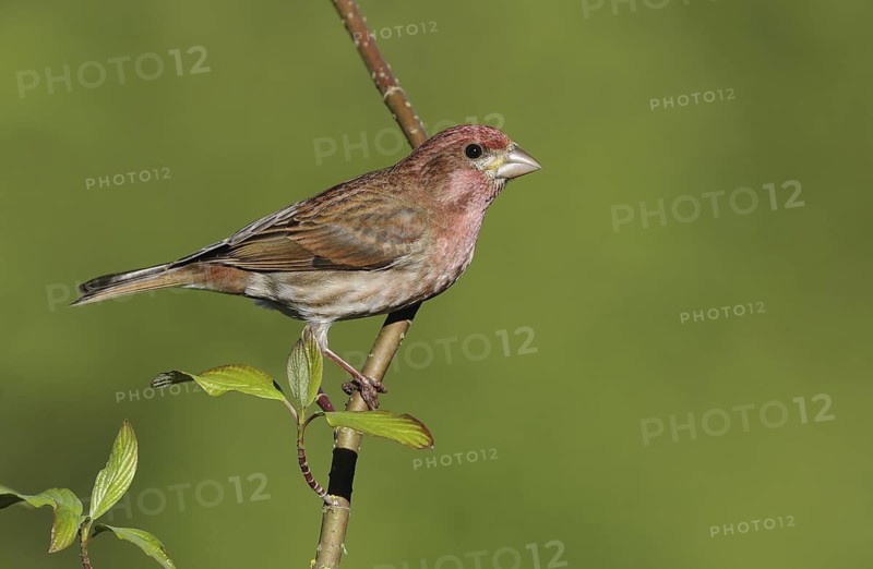 Purple Finch (Haemorhous purpureus) male, British Columbia, Canada